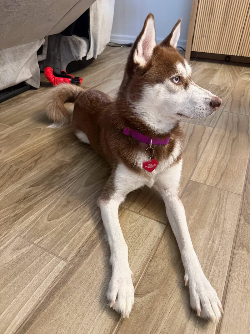 A young small-sized female Merle (Red) Husky dog named Bella for adoption in New Smyrna Beach, FL