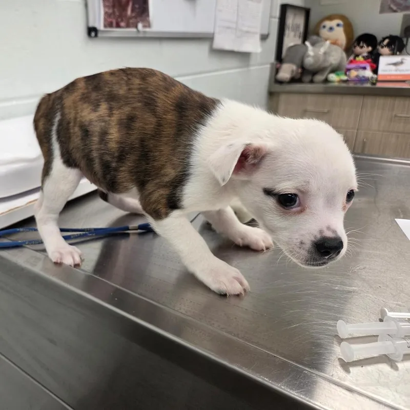 A baby small-sized female Brindle Mixed Breed dog named Velma for adoption in Chattanooga, TN