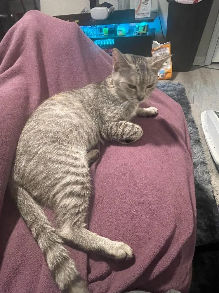 An adult medium-sized female Domestic Short Hair cat named Miami for adoption in Orlando, FL