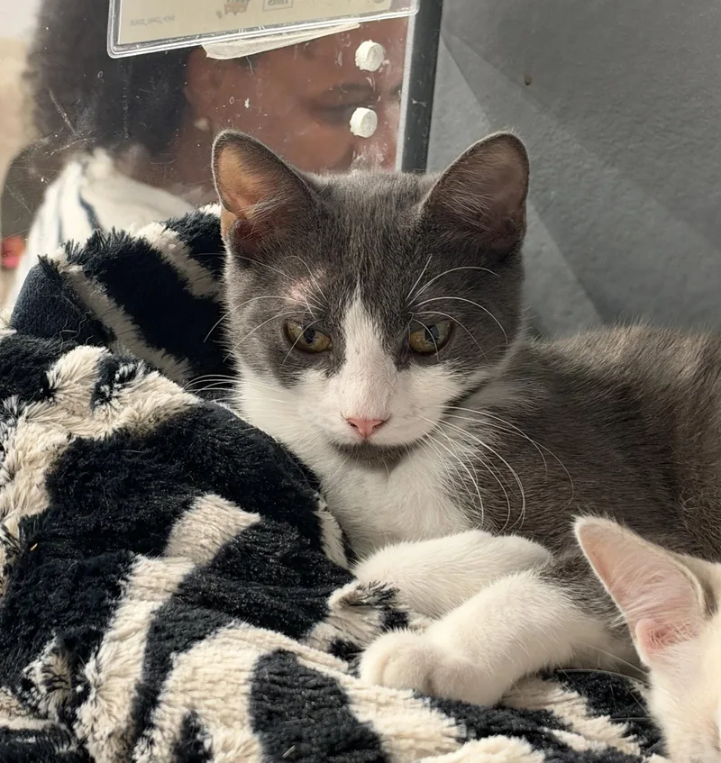A young medium-sized male Gray & White Domestic Short Hair cat named Steele for adoption in St. Cloud, FL