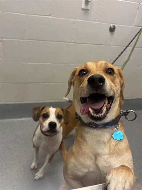 An adult medium-sized male Beagle dog named Lime for adoption in Indianapolis, IN