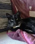 An adult medium-sized male Black & White / Tuxedo Domestic Short Hair cat named Simon for adoption in Grand Rapids, MI
