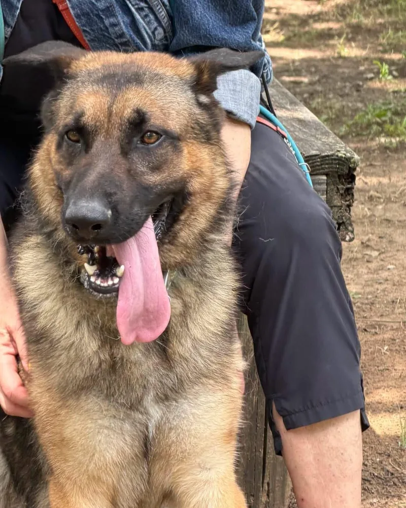 A young large-sized male Black German Shepherd Dog dog named Wylie for adoption in New Rochelle, NY