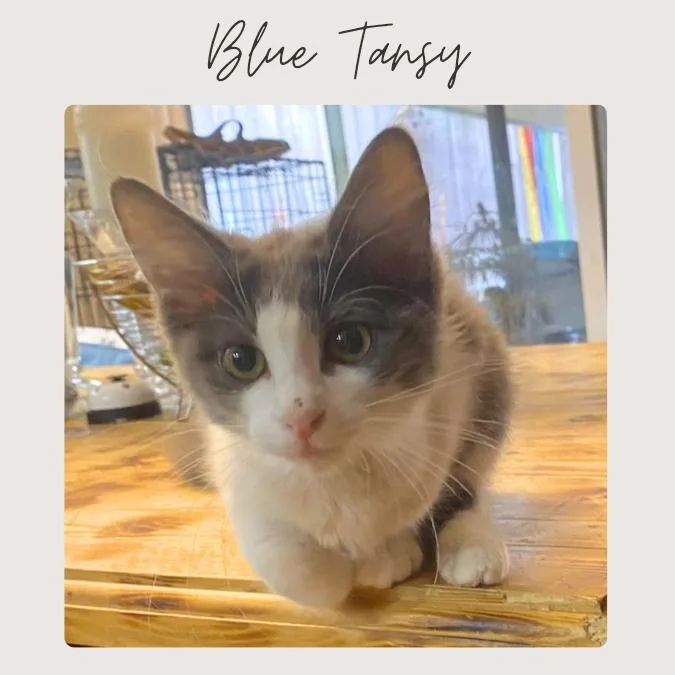 Blue Tansy thumbnail 2