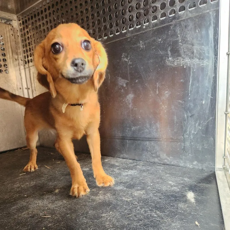 A baby small-sized female Brown / Chocolate Chihuahua dog named Cinnamon for adoption in Birmingham, AL