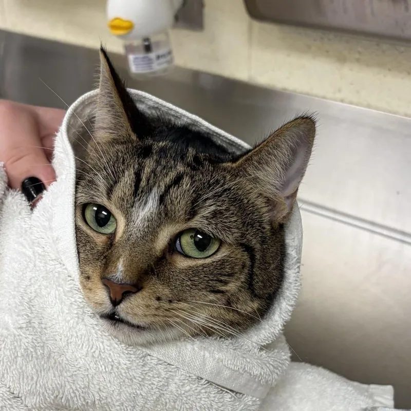 An adult medium-sized male Brown / Chocolate Domestic Short Hair cat named Loki for adoption in Asheville, NC