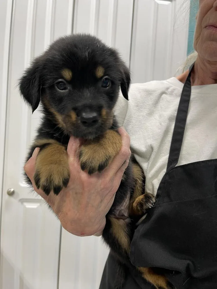 A baby small-sized male Brown / Chocolate Mixed Breed dog named Chunk for adoption in Chattanooga, TN