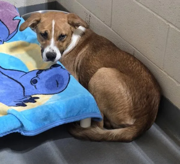 An adult large-sized male Hound dog named Rocky for adoption in Dallas, GA