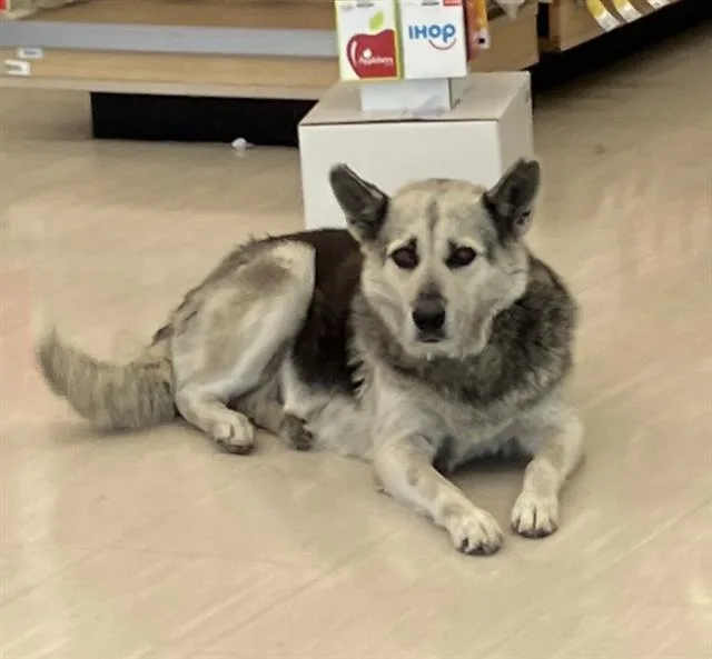 An adult medium-sized female Mixed Breed dog named Layla for adoption in Dallas, TX