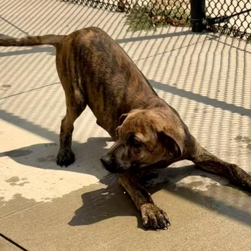 A baby medium-sized male Brown / Chocolate Hound dog named Bo for adoption in Bend, OR