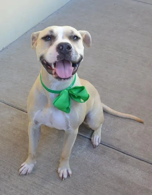 A young large-sized female Pit Bull Terrier dog named Sprite for adoption in McKinney, TX