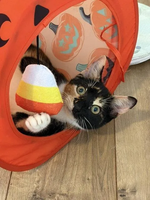 A baby medium-sized female Domestic Short Hair cat named Amber for adoption in Herndon, VA