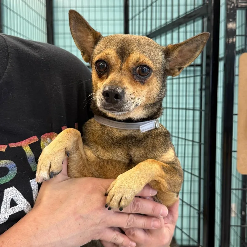 An adult small-sized male Brown / Chocolate Chihuahua dog named Steve for adoption in Houston, TX