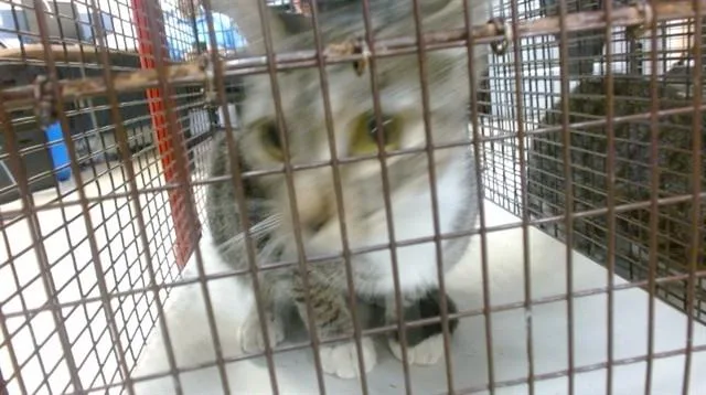 A young small-sized female Domestic Short Hair cat named Prius for adoption in Miami, FL