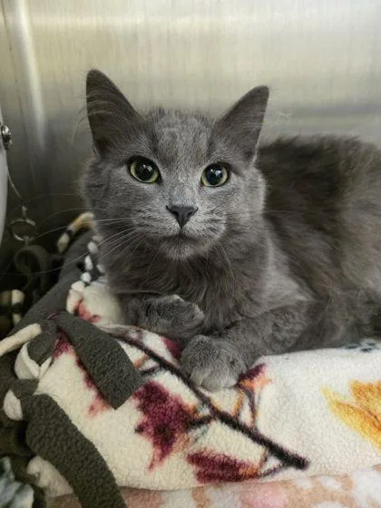 An adult small-sized female Domestic Long Hair cat named Petal for adoption in Shawano, WI