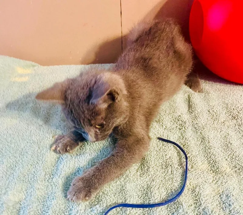A baby large-sized female Domestic Short Hair cat named Dusk for adoption in Nashville, GA