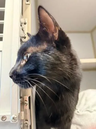 A young medium-sized male Black Domestic Short Hair cat named Cookie Crisp for adoption in Winter Haven, FL