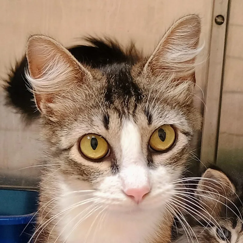 A young medium-sized female Gray / Blue / Silver Domestic Medium Hair cat named Dusty for adoption in Palestine, TX