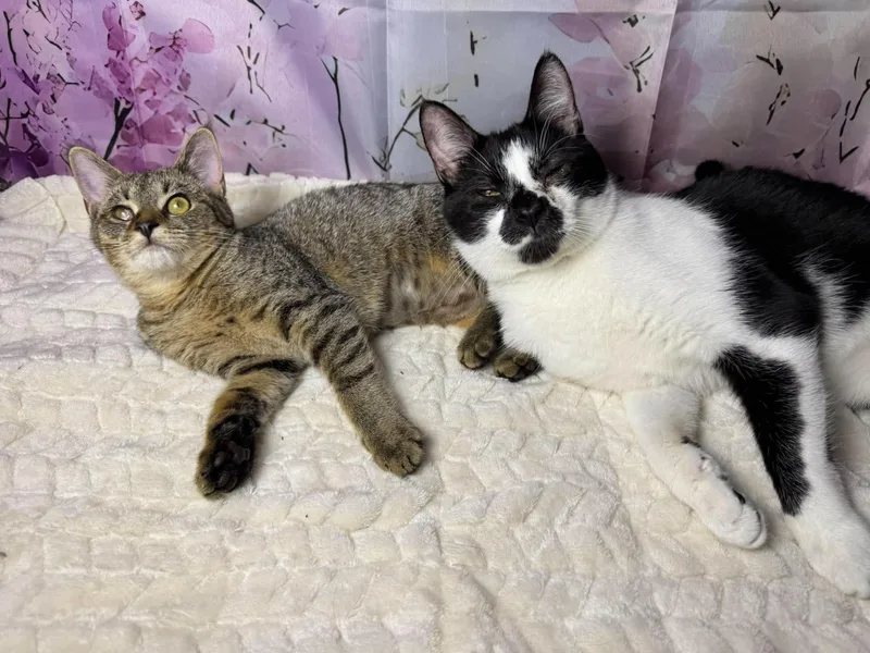 A baby medium-sized female Tabby (Brown / Chocolate) Tabby cat named Razzles for adoption in Greensburg, PA