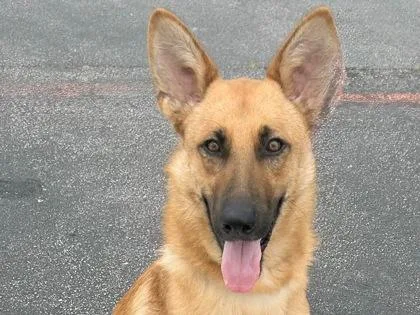 An adult large-sized male Yellow / Tan / Blond / Fawn German Shepherd Dog dog named Casio for adoption in Georgetown, TX