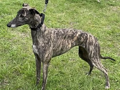 An adult large-sized female Brindle Greyhound dog named Molly for adoption in Dallas, TX