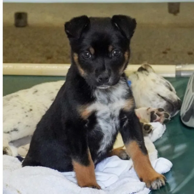 A baby small-sized male Australian Cattle Dog / Blue Heeler dog named Buzby for adoption in Parker, CO