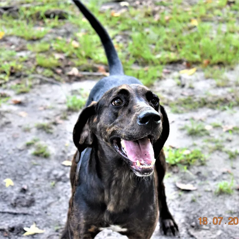 Rufus thumbnail 4