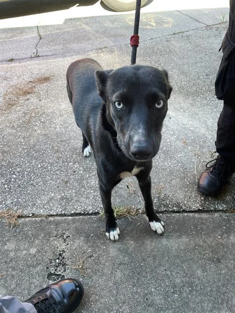A young large-sized female Mixed Breed dog named Hazel for adoption in Palmetto, FL