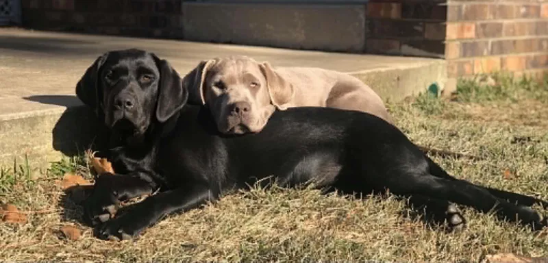 An adult large-sized male Black Labrador Retriever dog named Ringo for adoption in Warrington, PA