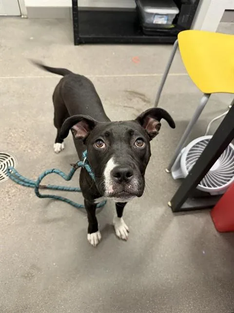 A young small-sized female Boxer dog named Sushi for adoption in Mesa, AZ