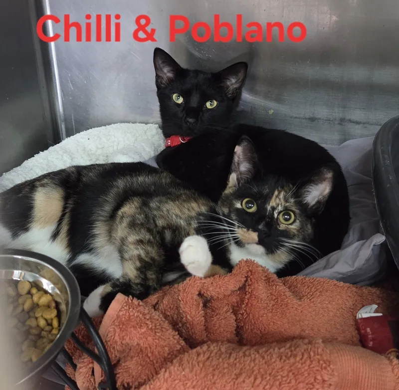 Chili And Poblano thumbnail 2