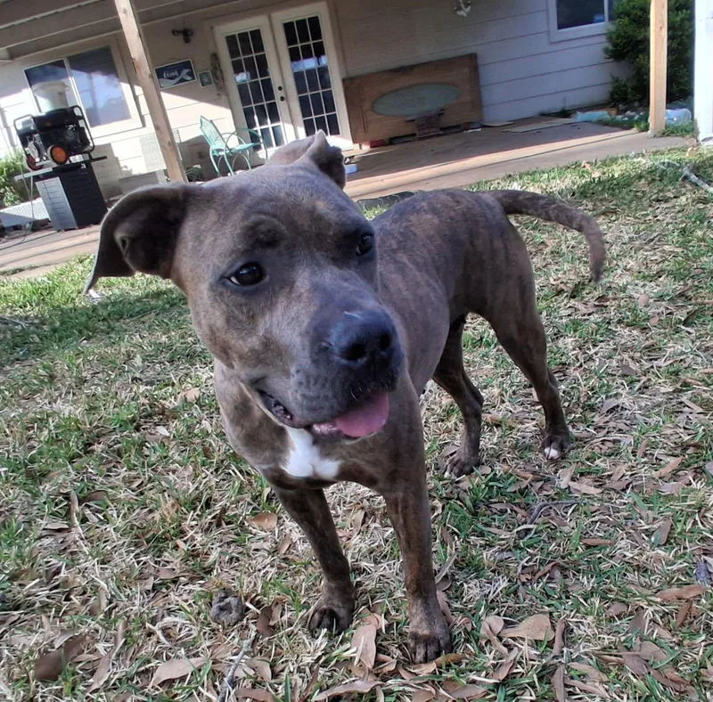 An adult medium-sized female Brindle Pit Bull Terrier dog named Lilly for adoption in Martinez, CA