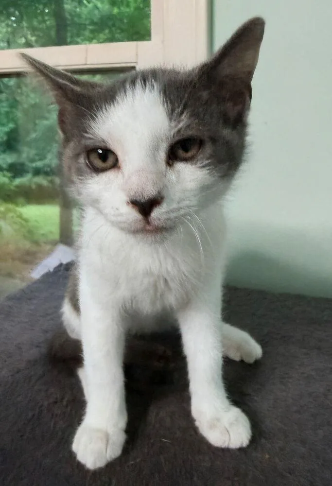 A baby small-sized male Gray & White Domestic Short Hair cat named Theo for adoption in Greensboro, NC
