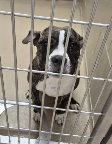 A young small-sized female Pit Bull Terrier dog named Peri Peru for adoption in Decatur, IL