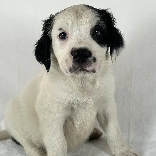 A baby large-sized female White / Cream Bernese Mountain Dog dog named Ambrosia for adoption in Johnson City, TN