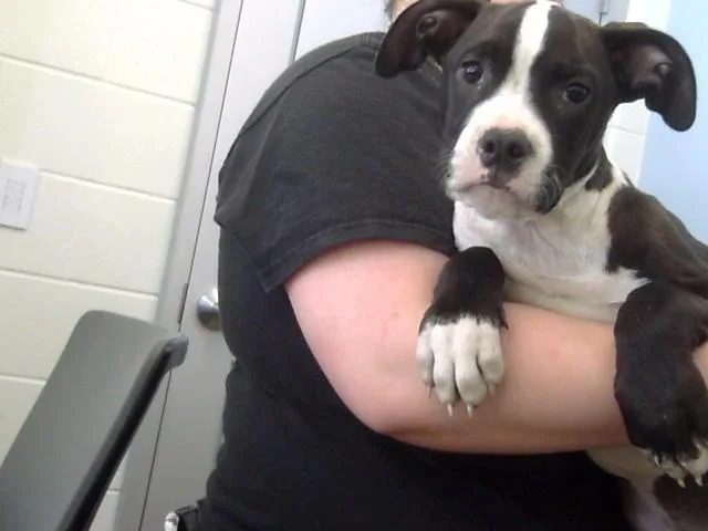 A baby small-sized male Pit Bull Terrier dog named Pharaoh for adoption in Toledo, OH