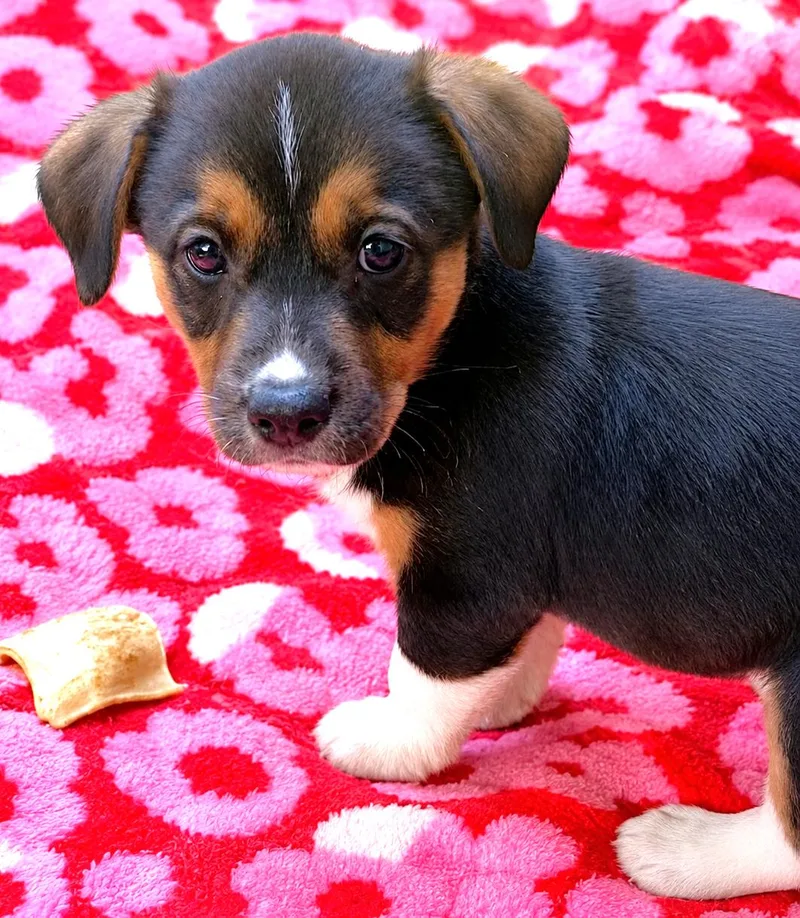 A baby medium-sized female Tricolor (Brown, Black, & White) Beagle dog named Willow for adoption in Lake Geneva, WI