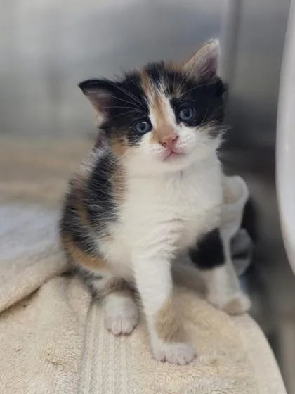 A baby small-sized female Domestic Short Hair cat named Twinkie for adoption in Westland, MI