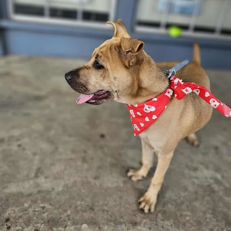 Paulette thumbnail 2