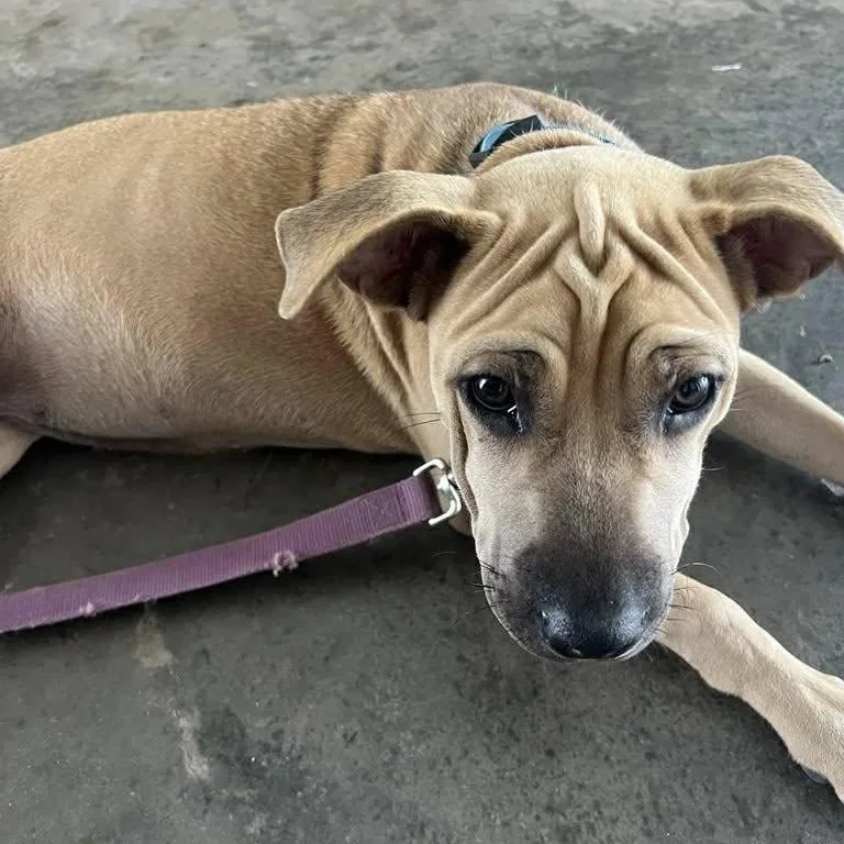 Paulette thumbnail 3