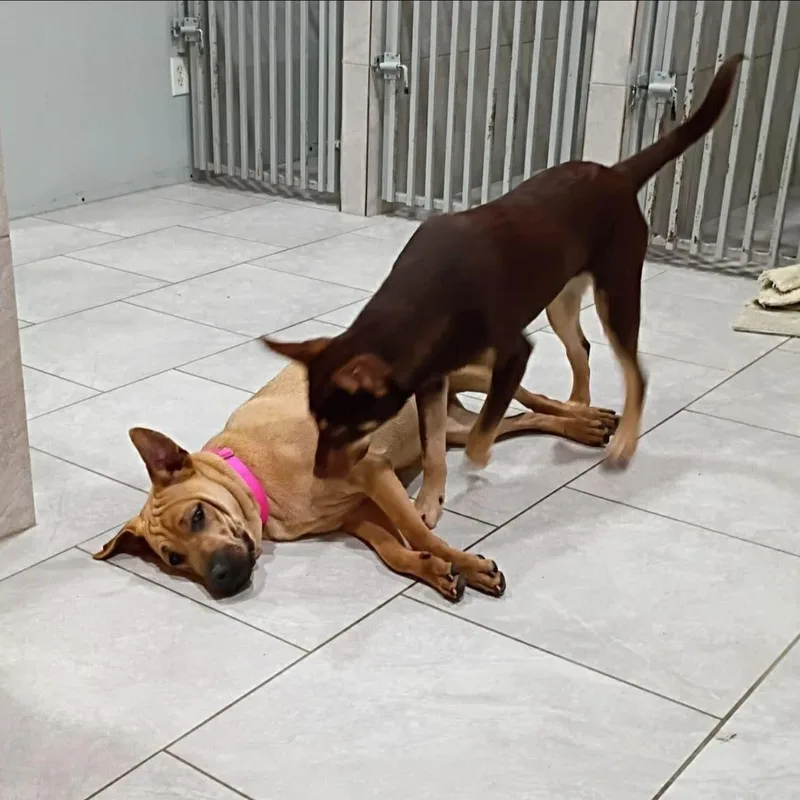 Paulette thumbnail 4