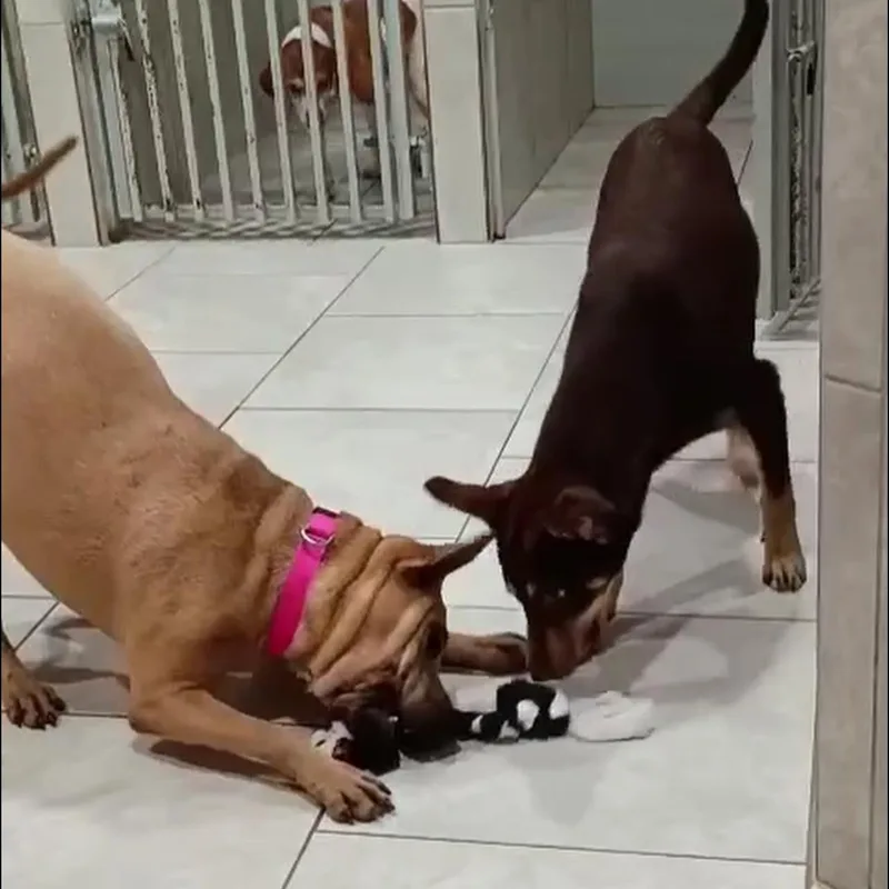 Paulette thumbnail 5