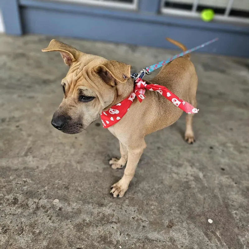 Paulette thumbnail 6