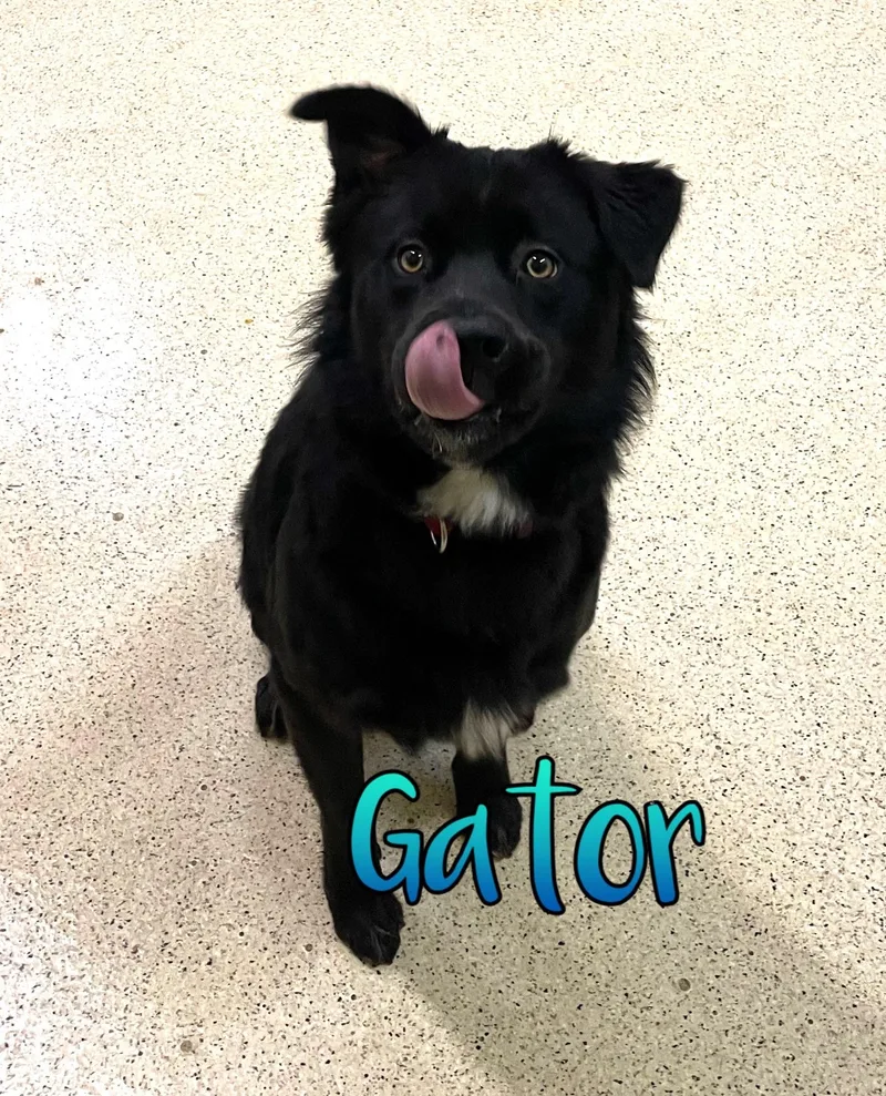 An adult medium-sized male Collie dog named Gator for adoption in Muncie, IN