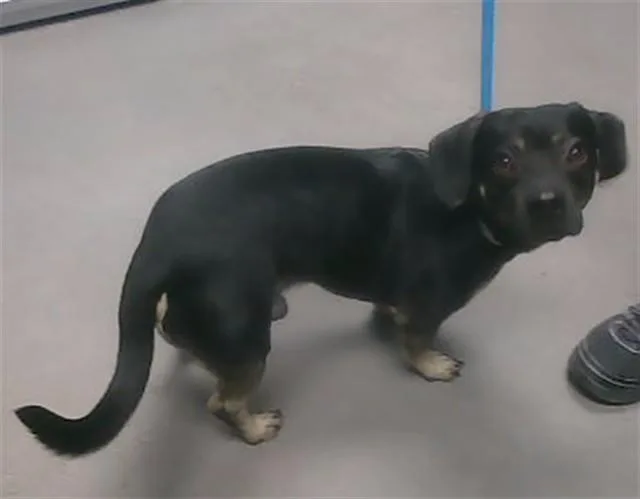 An adult small-sized male Dachshund dog named Ferret for adoption in Phoenix, AZ