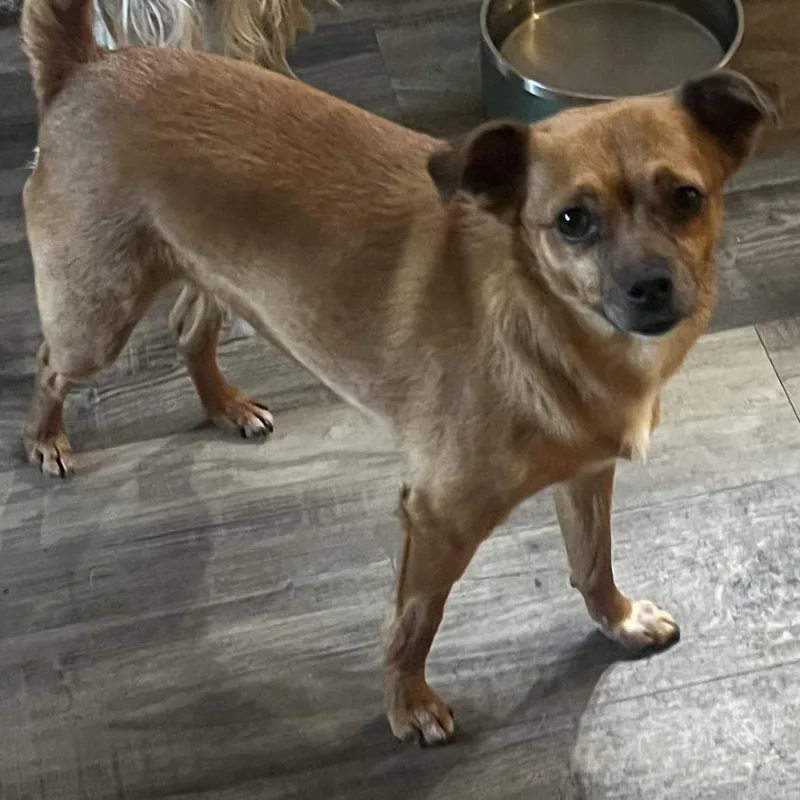 An adult small-sized male Yellow / Tan / Blond / Fawn Chihuahua dog named Stewert for adoption in Las Vegas, NV