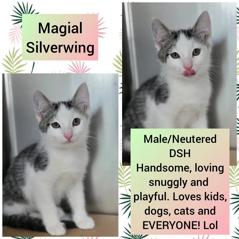 A baby medium-sized male Gray / Blue / Silver Domestic Short Hair cat named Silverwing for adoption in Beaverton, OR