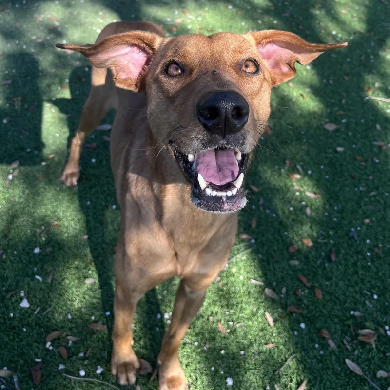 Pina Colada Aka Bimini thumbnail 4