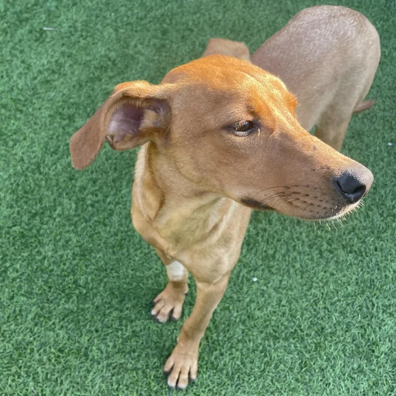 Pina Colada Aka Bimini thumbnail 5