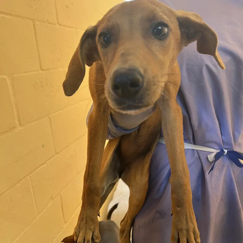 Pina Colada Aka Bimini thumbnail 6